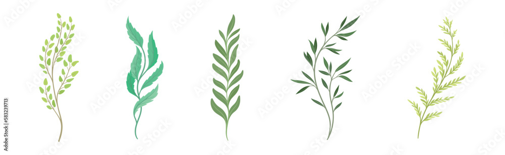 Sprigs and Twiglets with Green Leaves as Botanical Foliage Vector Set Sprigs and Twiglets with Green Leaves as Botanical Foliage Vector Set