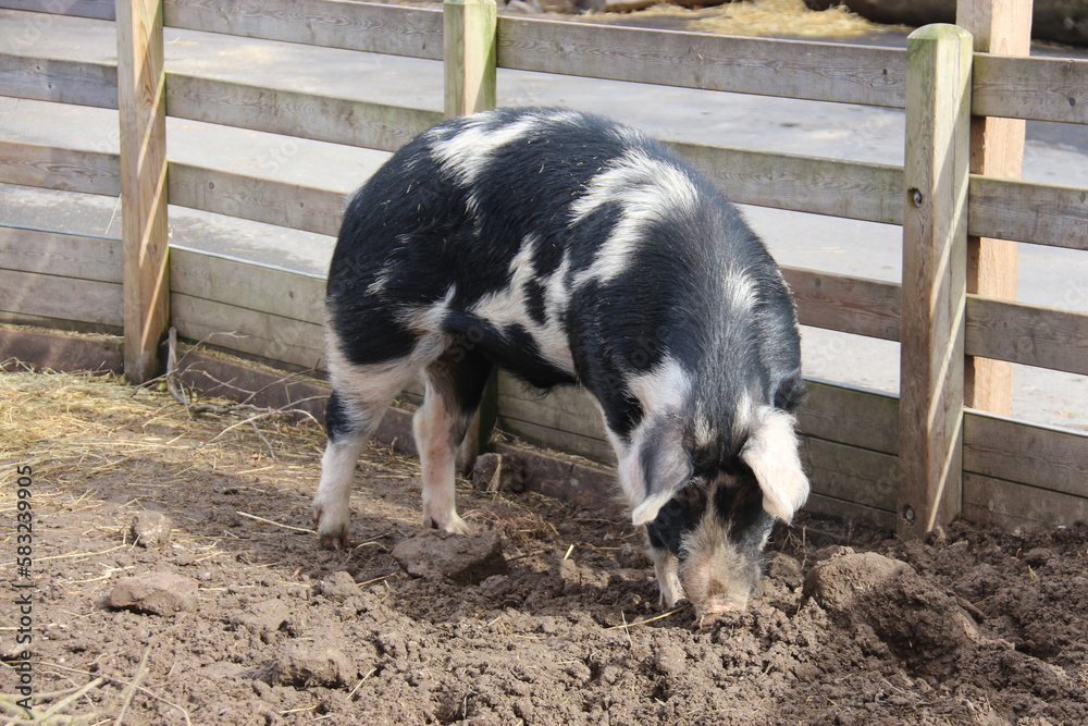 Cerdo Stock Photo | Adobe Stock