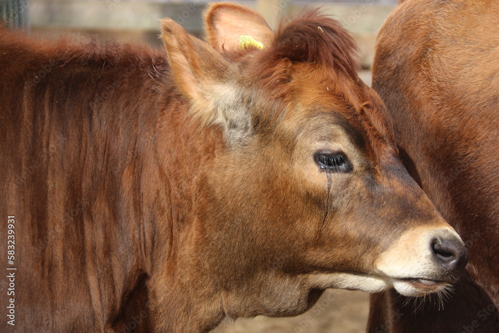 Fototapeta premium Ternera