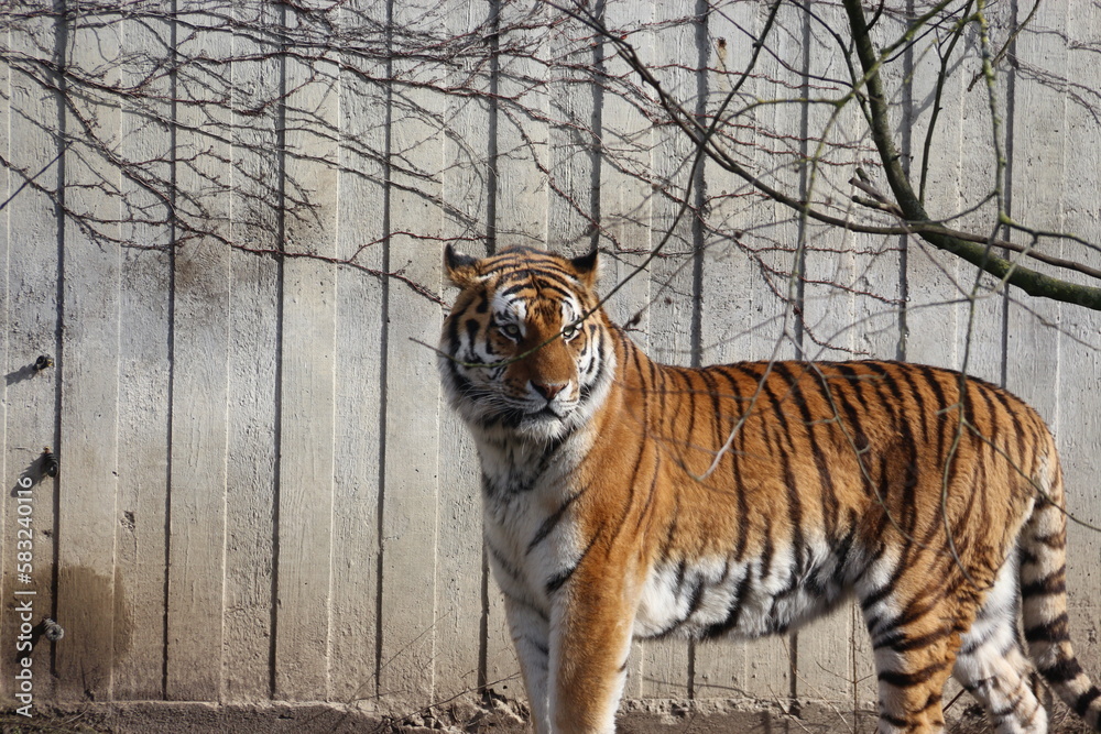 Fototapeta premium Tigre 