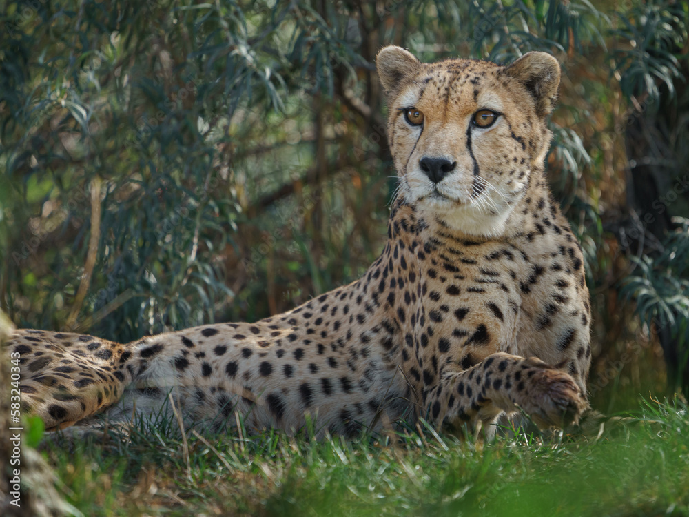 Northeast African cheetah Northeast African cheetah