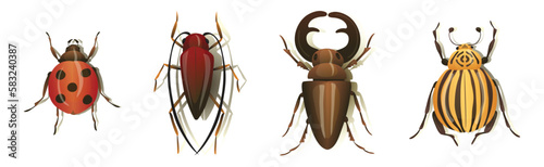 Bugs and Beetle as Coleoptera Insects with Elytra Vector Set photo