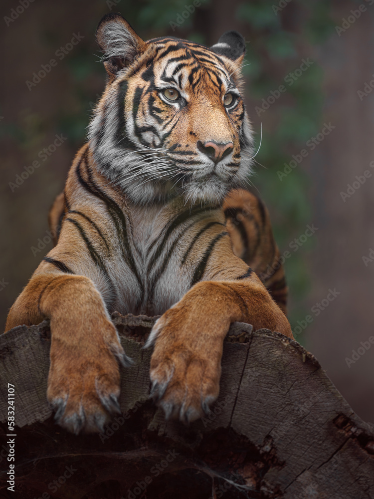 Fototapeta premium Sumatran tiger