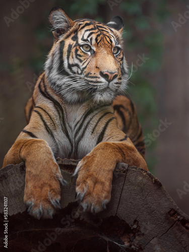 Fototapeta Naklejka Na Ścianę i Meble -  Sumatran tiger