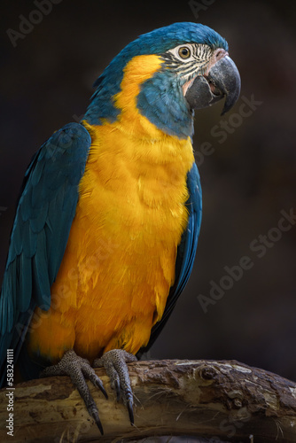 Blue-throated Macaw © Josef