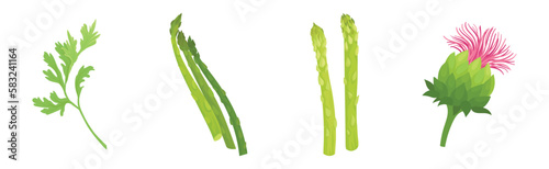 Artichoke and Asparagus as Cultivated Vegetable for Vegetarian Nutrition Vector Set