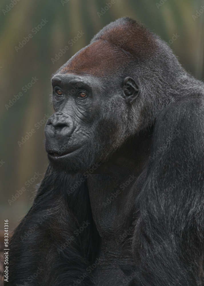 Western gorilla