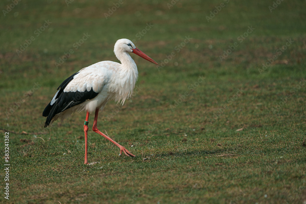 White stork White stork