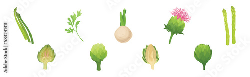 Celery, Artichoke and Asparagus as Cultivated Vegetable for Vegetarian Nutrition Vector Set