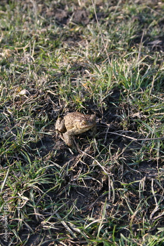 A frog in the grass. a green frog with dark dots on its body. Nature, grass. A frog in the sunlight. 

frog, amphibian, toad, animal, nature, green, grass, wildlife, eye, reptile, animals, macro, wild