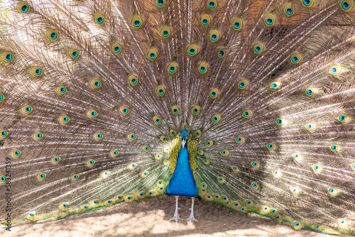 peacock with open tail, beautiful representative specimen of the male peacock in large metallic colors.Peacock bird standing in garden.
