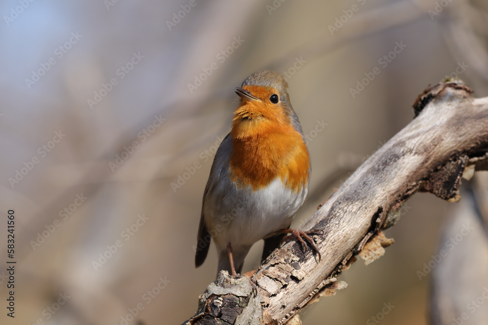 Rougegorge familier (Erithacus rubecula) Rougegorge familier (Erithacus rubecula)