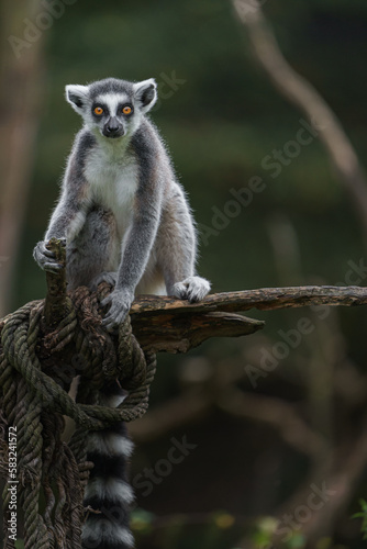Fototapeta Naklejka Na Ścianę i Meble -  Ring tailed lemur