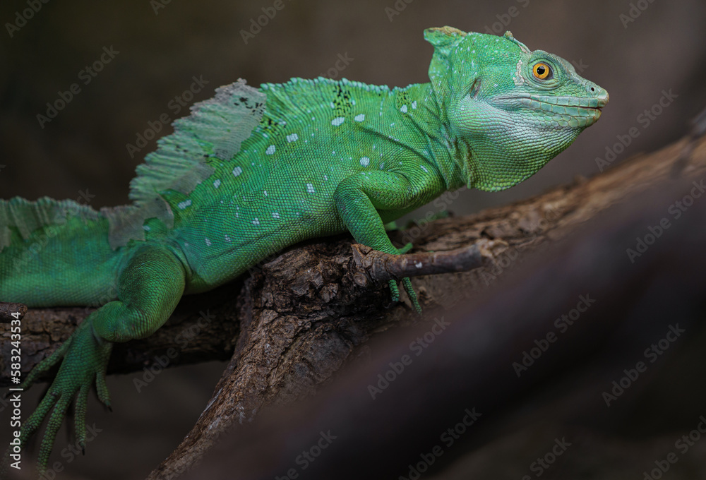 Fototapeta premium Plumed basilisk