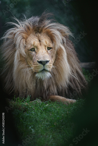 Fototapeta Naklejka Na Ścianę i Meble -  Katanga Lion