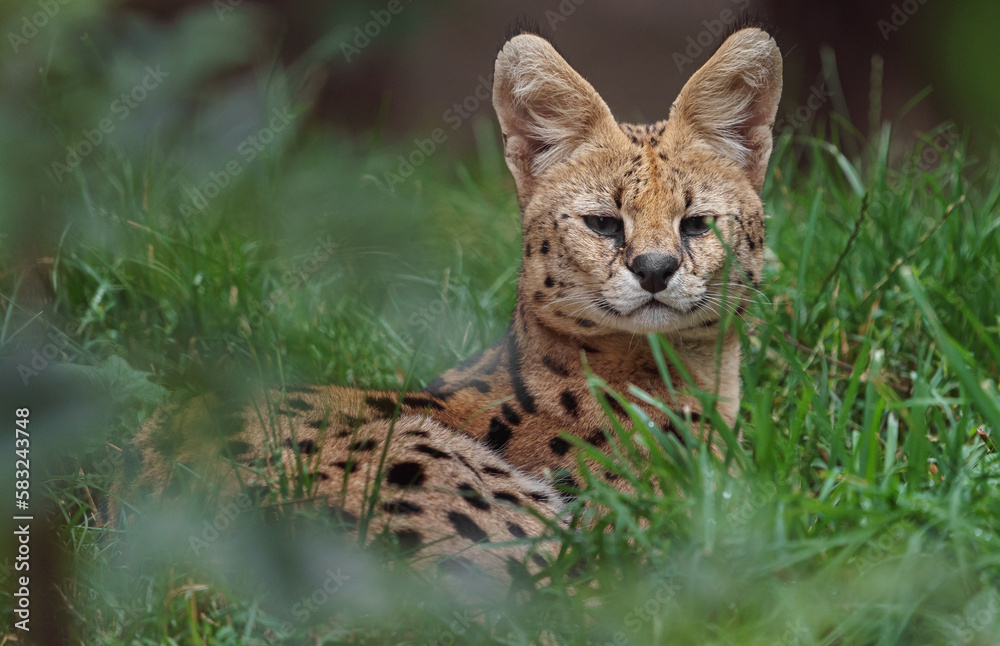 Serval Serval