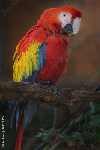 Scarlet macaw © Josef