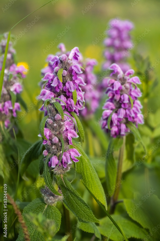 Obraz premium flowers on a meadow