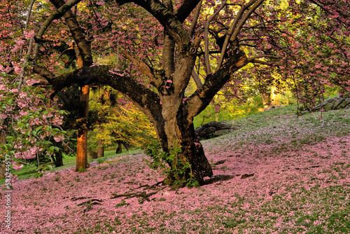 Central Park in spring photo