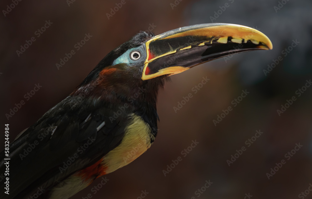 Chestnut-eared aracari Chestnut-eared aracari