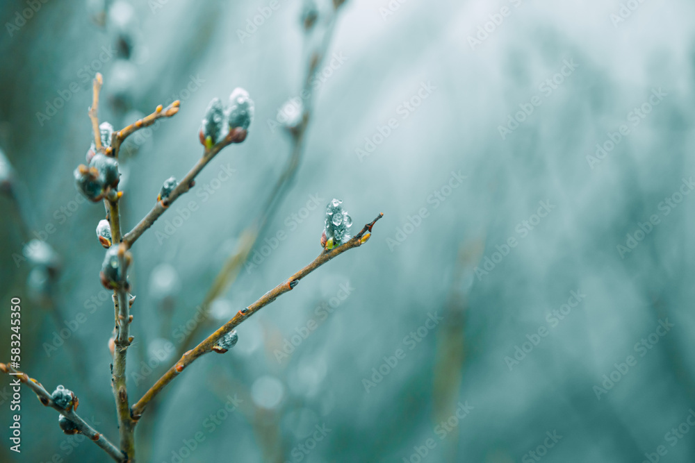 Raindrops on fuzzy buds with copy space.Goat willow catkins blossom against defocused green background. Raindrops on fuzzy buds with copy space.Goat willow catkins blossom against defocused green background.