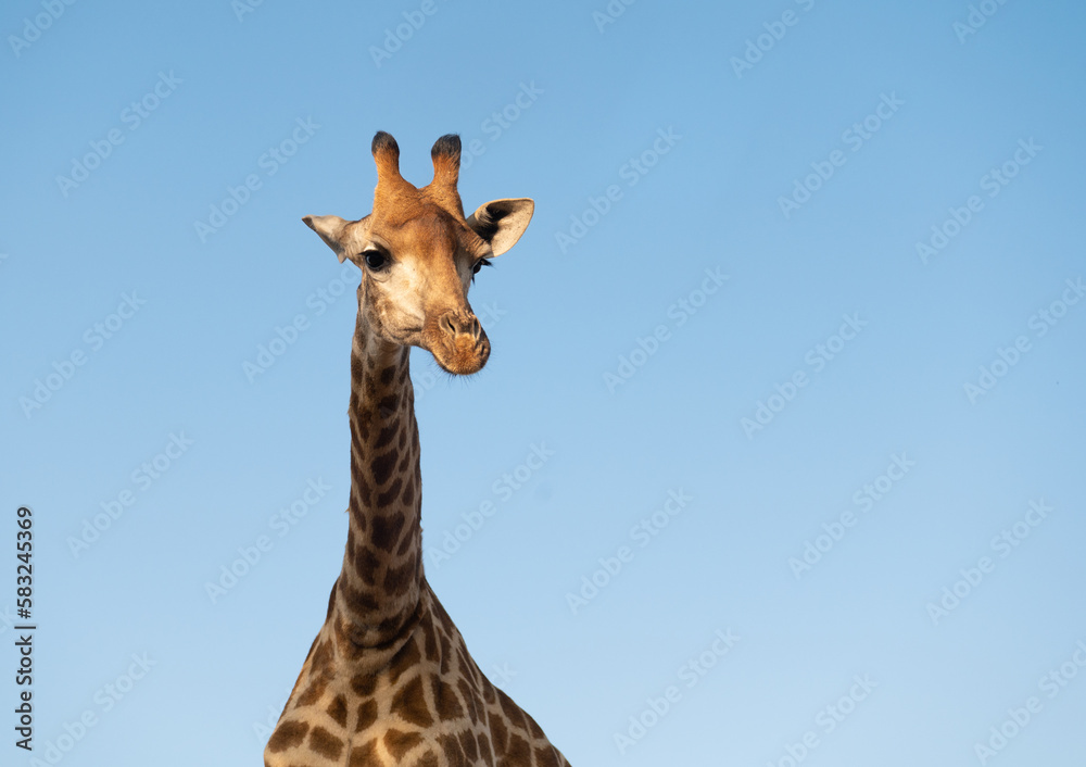 Giraffe and blue sky Giraffe and blue sky