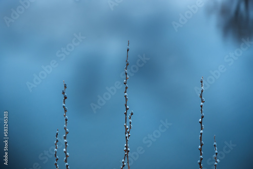 Raindrops on fuzzy buds with copy space.Goat willow catkins blossom against defocused blue background.