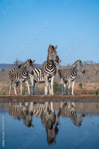 A herd of zebras at a water hole