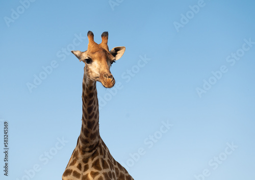 Giraffe and blue sky