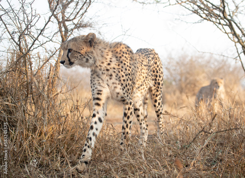 Portrait of a cheetah in South Africa