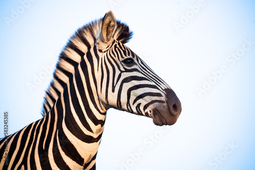 Zebra and blue sky in South Africa