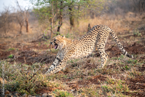 Cheetah stretching in South Africa