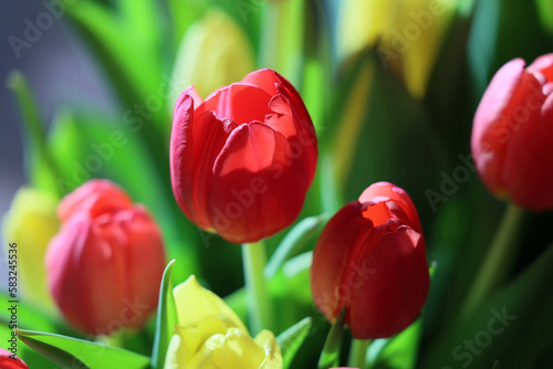 Bukiet czerwonych tulipany w szkalnym wazonie