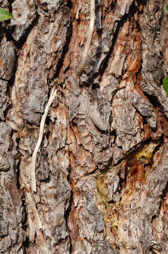 Rough pine bark bottom. Backgrounds and textures. Rough pine bark bottom. Backgrounds and textures.