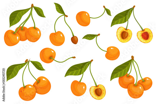 Set of ripe, juicy yellow cherries.Vector graphics.