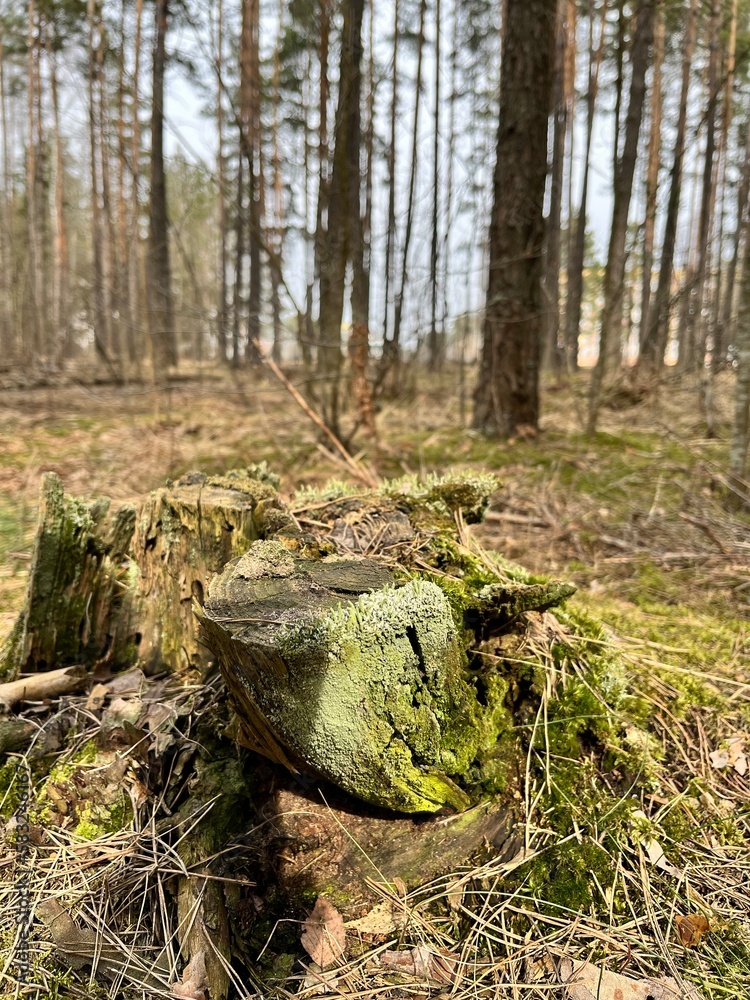 andscape in the forest in early spring, pine tree stump andscape in the forest in early spring, pine tree stump
