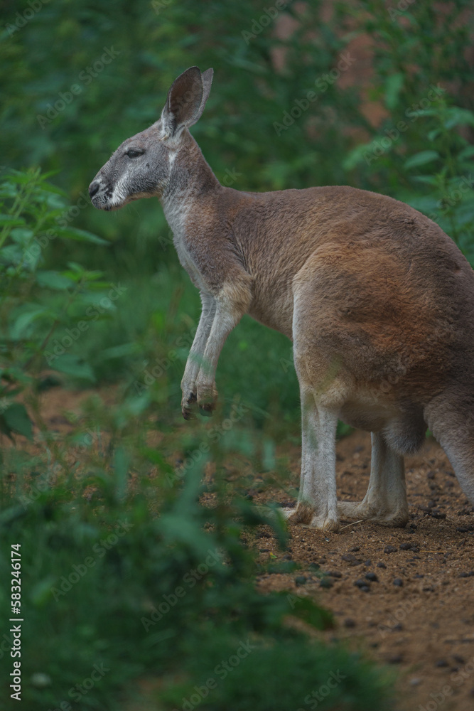 Red-necked wallaby