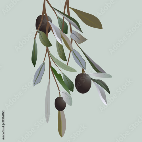 A branch of olive olives and black berries on a light background, a beautiful illustration of a branch, an element for traveling in italy or greece, an ingredient for pizza and salads