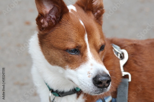Fototapeta Naklejka Na Ścianę i Meble -  Close up of terrier and border collie dog mix fur 