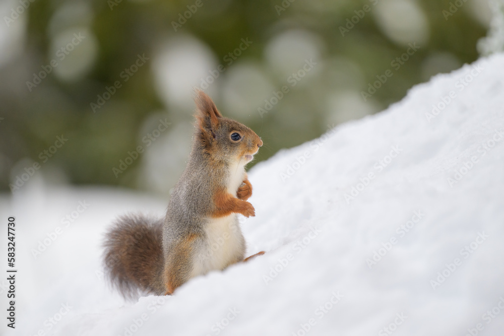 Cute Norwegian Red squirrel (Sciurus vulgaris) in snow Cute Norwegian Red squirrel (Sciurus vulgaris) in snow
