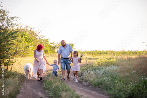 Bright diversity family walks on the paths in field with Samoyed dog. Traveling with pets. Parents hold hands of children, run through into the sunset. Little boy girl picking wildflowers for mother