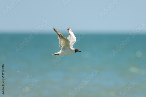 A black-headed gull in flight on the beach