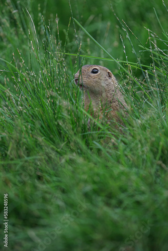 European ground squirrel © Josef