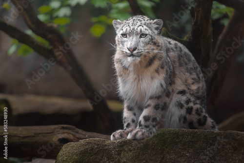 Snow leopard (Irbis) © Josef