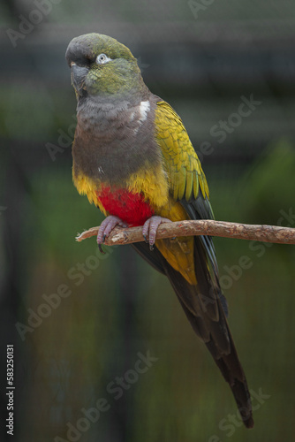 Burrowing parrot