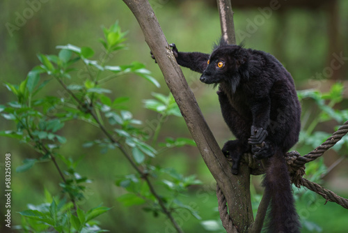 Fototapeta Naklejka Na Ścianę i Meble -  Black lemur