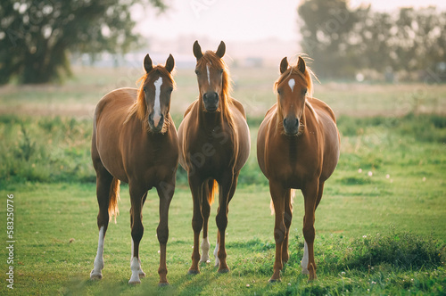 horses grazing in a field