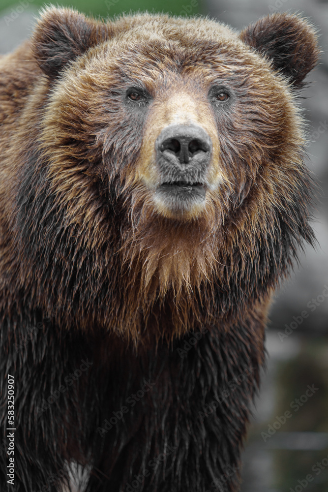 Fototapeta premium Kamchatka brown bear