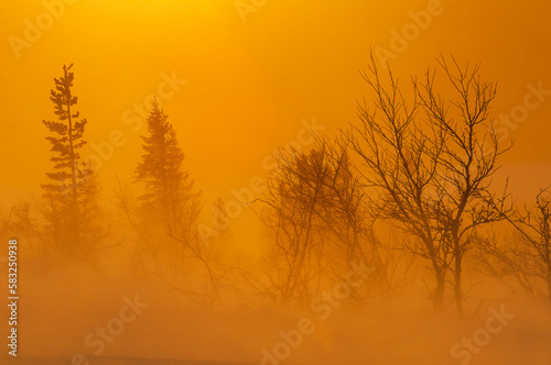 Trees at sunrise during windy weather © Mikael