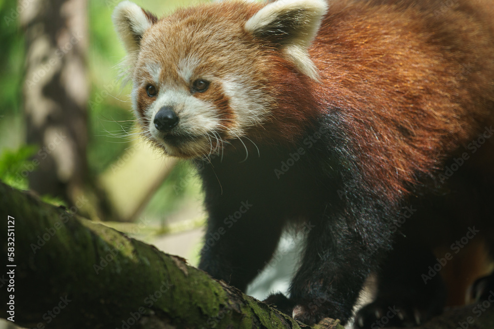 Red panda Red panda